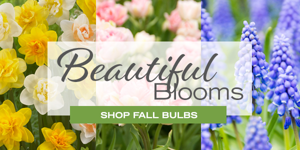 Beautiful Blooms - Shop Fall Bulbs