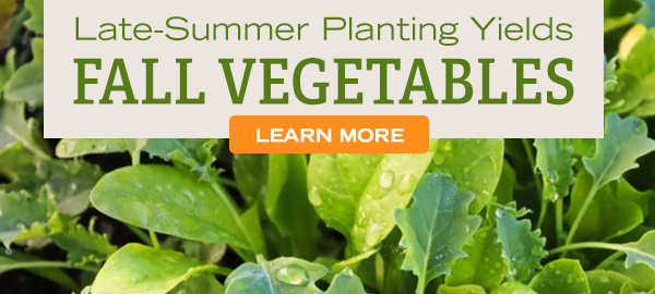 Lake-Summer Planting Yields Fall Vegetables - Learn More