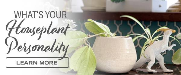 What's Your Houseplant Personality? Learn More