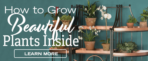 How to Grow Beautiful Plants Inside - Learn More