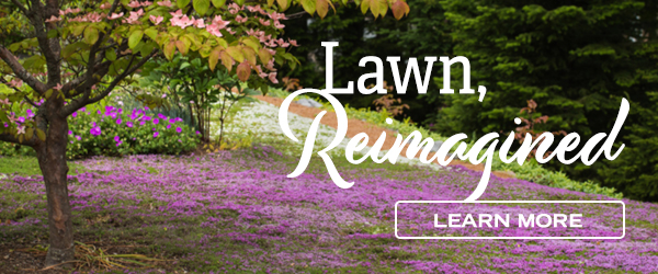 Lawn, Reimagined