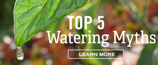 Top 5 Watering Myths - Learn More