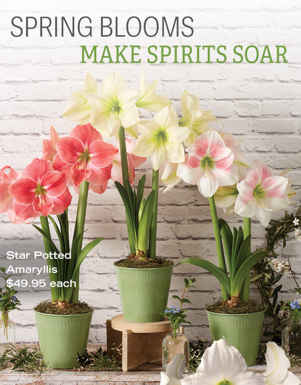 Spring Blooms Make Spirits Soar! Star Potted Amaryllis, $49.95 each.