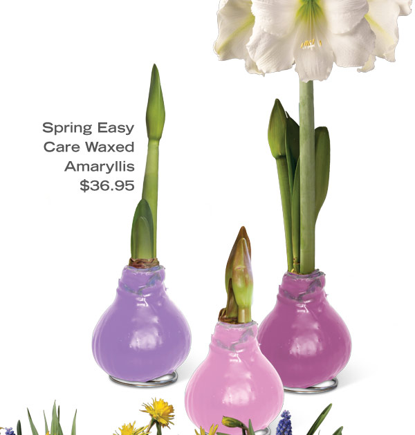 Spring Easy Care Waxed Amaryllis, $36.95