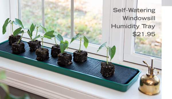 Self-Watering Windowsill Humidity Tray, $21.95