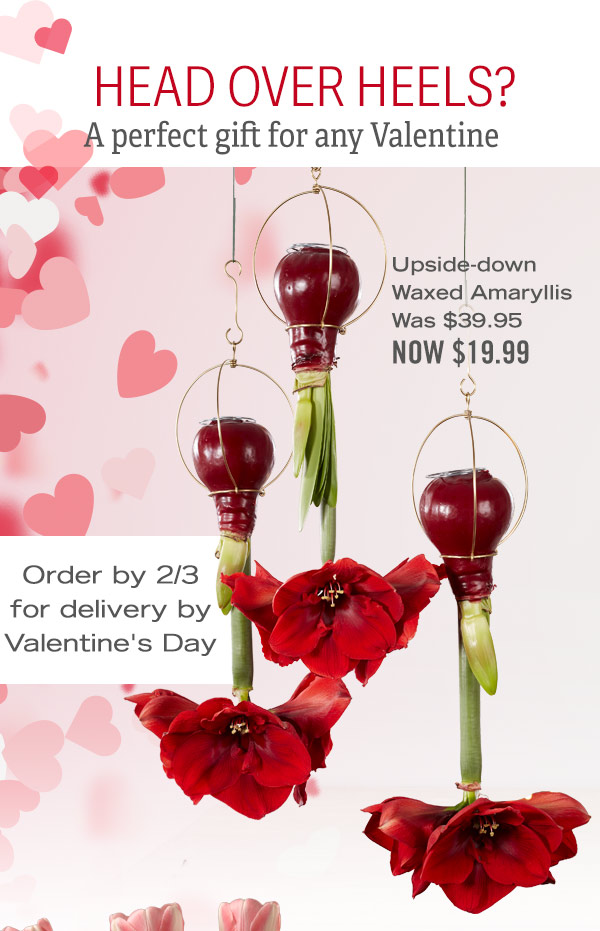 Head over Heels? A perfect gift for any Valentine! Upside-down Waxed Amaryllis, was $39.95, now $19.99. Order by 2/3 for delivery by Valentine's Day. Pictured: Red Waxed Amaryllis suspended upside-down with wire hangers.