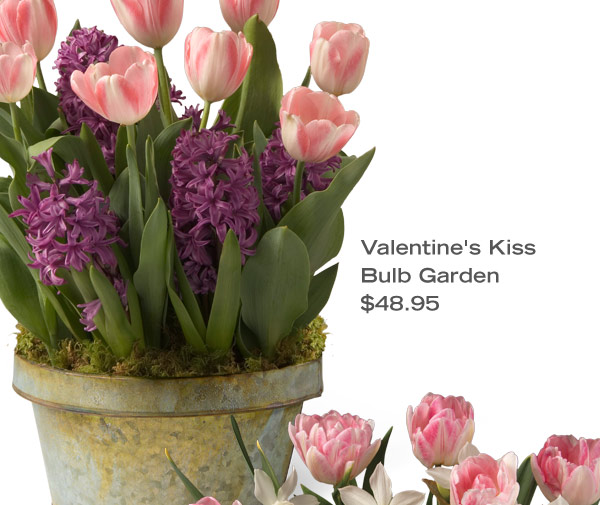 Valentine's Kiss Bulb Garden, $48.95. Pictured: Light pink tulips, and purple hyacinth bloomiing in a weathered galvanized cachepot.