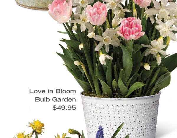 Love in Bloom Bulb Garden, $49.95. Pictured: Light to darker pink double petaled tulips and white jonquils (daffodils) blooming in a white tin cachepot.