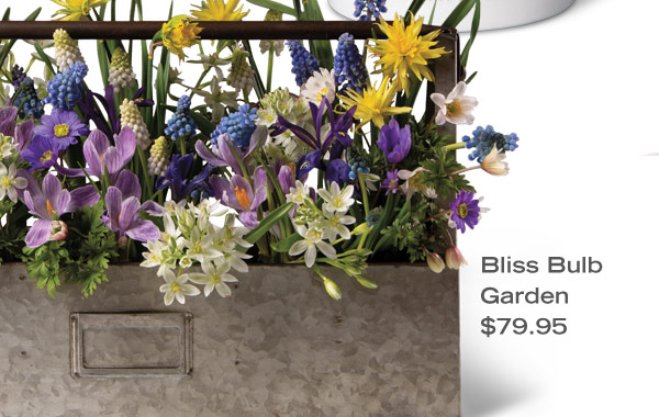 Bliss Bulb Garden, $79.95. PIctured: Blue and white muscari, purple and white striped crocus, iris, blue and white anemone, and Ornithogalum in a galvanized planter with a handle, shaped like an old carpenter’s tool box.