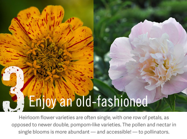 3. Enjoy an old-fashioned. Heirloom flower varieties are often single, with one row of petals, as opposed to newer double, pompom-like varieties. The pollen and nectar in single blooms is more abundant — and accessible! — to pollinators.