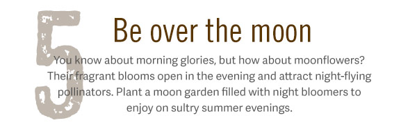 5. Be over the moon. You know about morning glories, but how about moonflowers? Their fragrant blooms open in the evening and attract night-flying pollinators. Plant a moon garden filled with night bloomers to enjoy on sultry summer evenings.