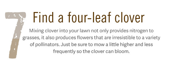 7. Find a four-leaf clover. Mixing clover into your lawn not only provides nitrogen to grasses, it also produces flowers that are irresistible to a variety of pollinators. Just be sure to mow a little higher and less frequently so the clover can bloom.