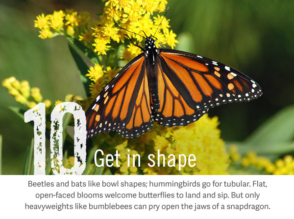 10. Get in shape. Beetles and bats like bowl shapes; hummingbirds go for tubular. Flat, open-faced blooms welcome butterflies to land and sip. But only heavyweights like bumblebees can pry open the jaws of a snapdragon.