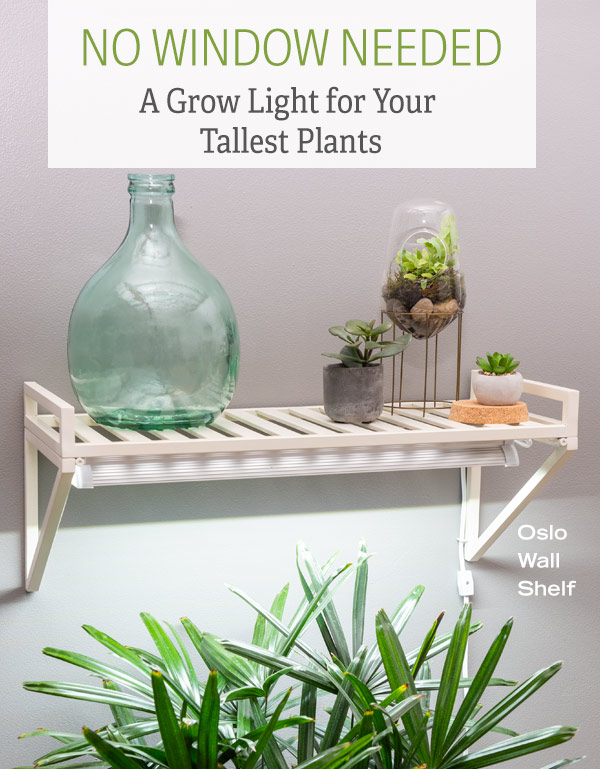 No Window Needed - A Grow Light for Your Tallest Plants