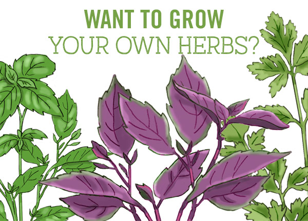 Want to Grow Your Own Herbs?