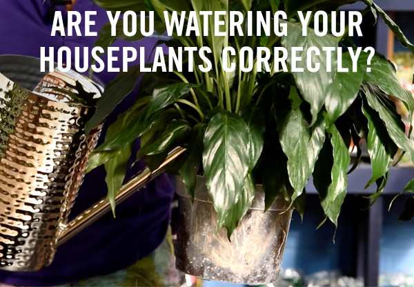 Are you watering your houseplants correctly?