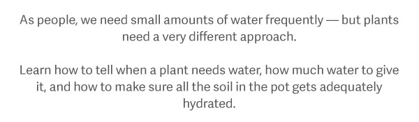 As people, we need small amounts of water frequently — but plants need a very different approach. Learn how to tell when a plant needs water, how much water to give it, and how to make sure all the soil in the pot gets adequately hydrated.