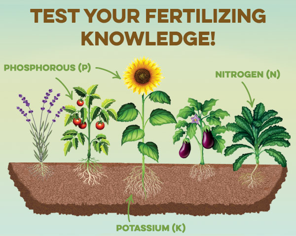 Test Your Fertilizing Knowledge! Phosphorous (P)? Nitrogen (N)? Potassium (K)?