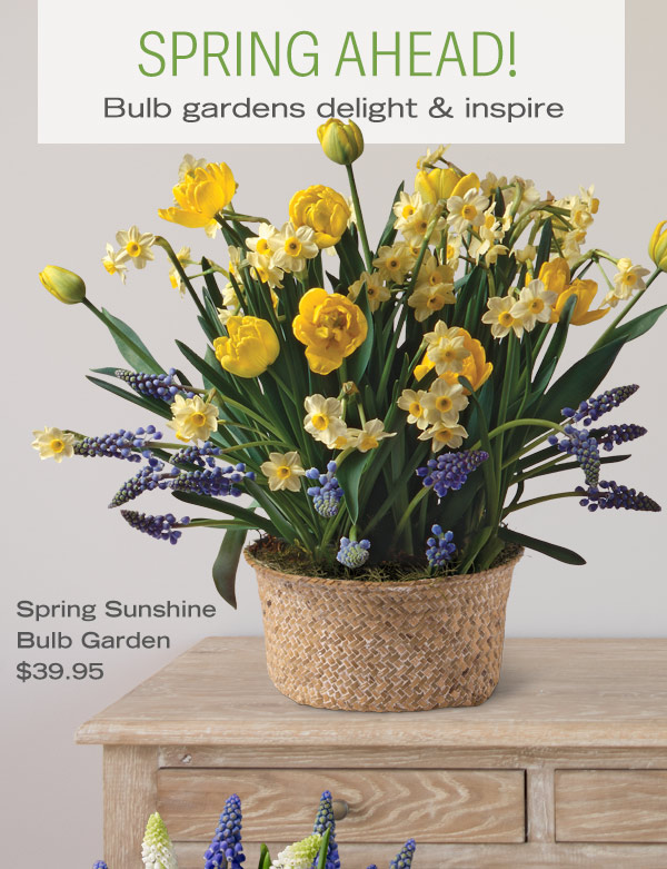 Spring Ahead! Bulb gardens delight & inspire. Pictured: Spring Sunshine Bulb Garden $39.95