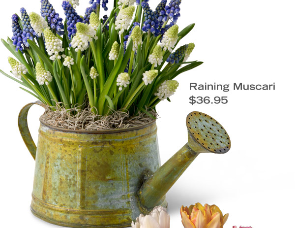 Pictured: Raining Muscari $36.95