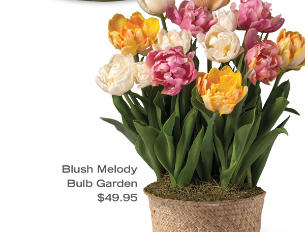 Pictured: Blush Melody Bulb Garden $49.95