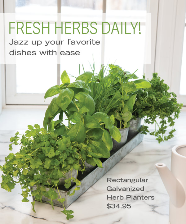 Fresh Herbs Daily! Jazz up your favorite dishes with ease. Pictured: Rectangular Galvanized Herb Planters $34.95