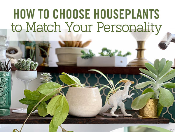 How to Choose Houseplants to Match Your Personality