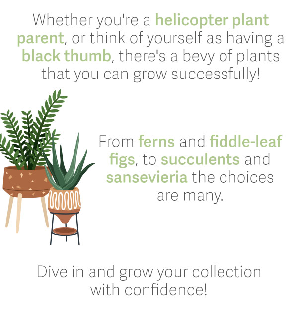 Whether you're a helicopter plant parent, or think of yourself as having a black thumb, there's a bevy of plants that you can grow successfully! From ferns and fiddle-leaf figs, to succulents and sansevieria, the choices are many. Dive in and grow your collection with confidence!