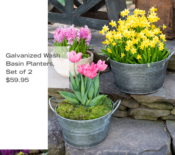 Galvanized Wash Basin Planters, Set of 2, $59.95