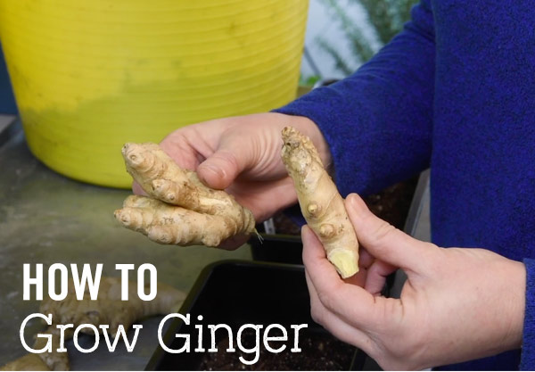 How to Grow Ginger. Pictured: Ginger