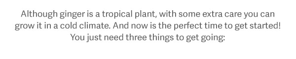 Although ginger is a tropical plant, with some extra care you can grow it in a cold climate. And now is the perfect time to get started! You just need three things to get going: