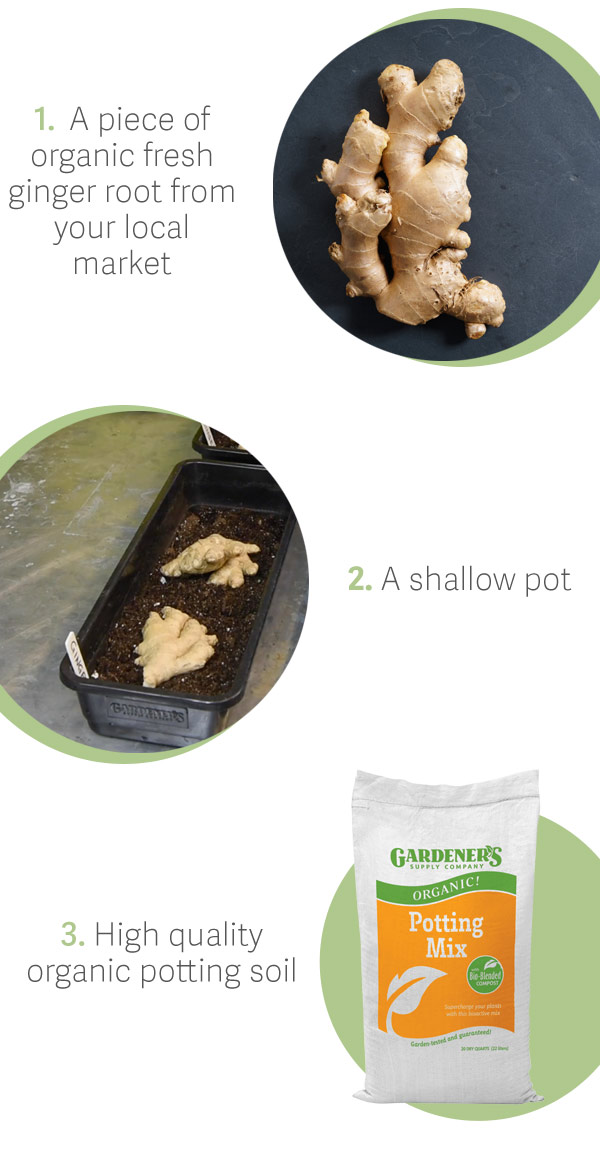 1: A piece of organic fresh ginger root from your local market. 2: A shallow pot. 3: High quality organic potting soil