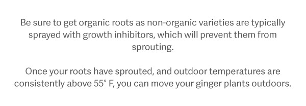 Be sure to get organic roots as non-organic varieties are typically sprayed with growth inhibitors, which will prevent them from sprouting. Once your roots have sprouted, and outdoor temperatures are consistently above 55° F, you can move your ginger plants outdoors.