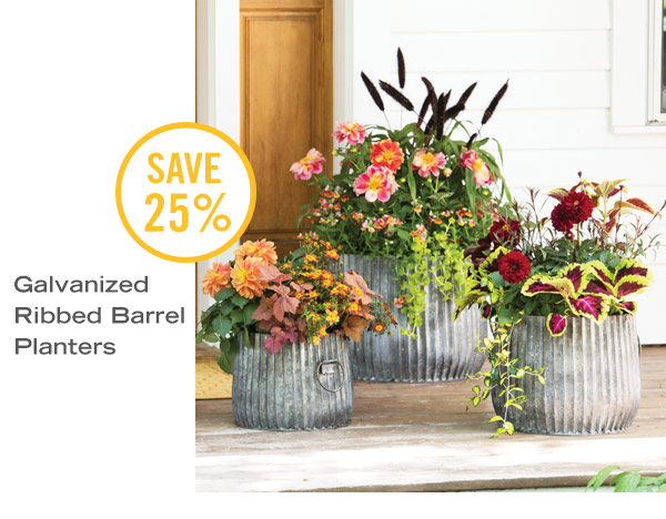 Galvanized Ribbed Barrel Planters - Save 25%