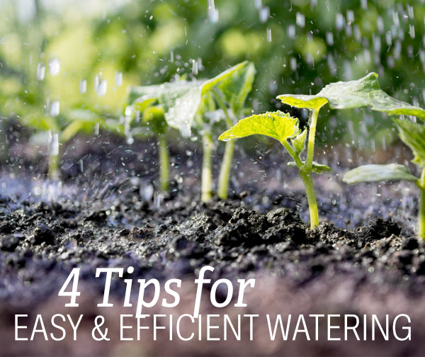 4 Tips for Easy & Efficient Watering  o MATERWG peL N A E 