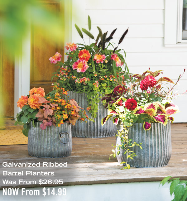 Pictured: Galvanized Ribbed Barrel Planters Was 26.95, Now 14.99