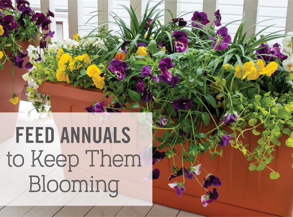 Feed Annuals to Keep Them Blooming