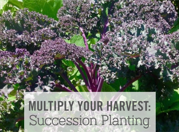 Multiply your Harvest: Succession Planting