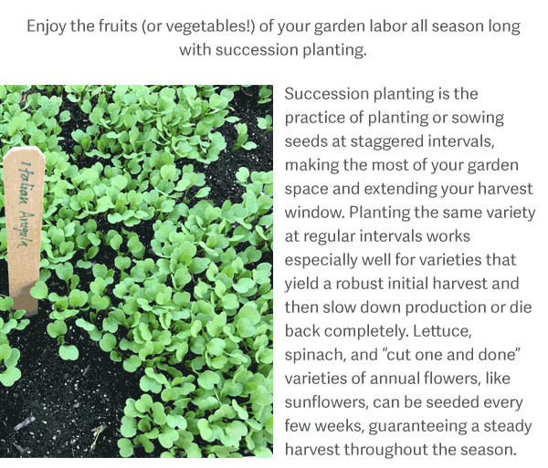 Enjoy the fruits (or vegetables!) of your garden labor all season long with succession planting. Succession planting is the practice of planting or sowing seeds at staggered intervals, making the most of your garden space and extending your harvest window. Planting the same variety at regular intervals works especially well for varieties that yield a robust initial harvest and then slow down production or die back completely. Lettuce, spinach, and “cut one and done” varieties of annual flowers, like sunflowers, can be seeded every few weeks, guaranteeing a steady harvest throughout the season.