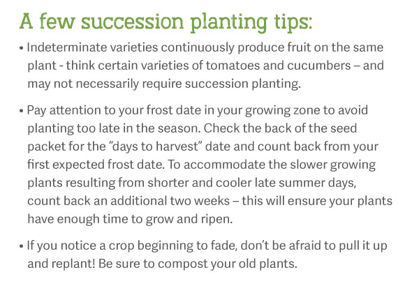 A few succession planting tips: Indeterminate varieties continuously produce fruit on the same plant - think certain varieties of tomatoes and cucumbers – and may not necessarily require succession planting. Pay attention to your frost date in your growing zone to avoid planting too late in the season. Check the back of the seed packet for the “days to harvest” date and count back from your first expected frost date. To accommodate the slower growing plants resulting from shorter and cooler late summer days, count back an additional two weeks – this will ensure your plants have enough time to grow and ripen. If you notice a crop beginning to fade, don’t be afraid to pull it up and replant! Be sure to compost your old plants.