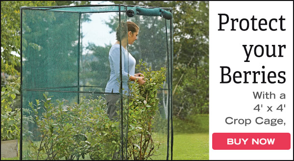 Protect your Berries with a 4' x 4' crop cage.