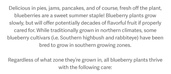 Delicious in pies, jams, pancakes, and of course, fresh off the plant, blueberries are a sweet summer staple! Blueberry plants grow slowly, but will offer potentially decades of flavorful fruit if properly cared for. While traditionally grown in northern climates, some blueberry cultivars (i.e. Southern highbush and rabbiteye) have been bred to thrive in southern growing zones. Regardless of what zone they’re grown in, all blueberry plants thrive with the following care.