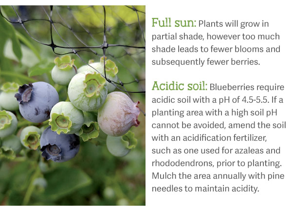 Full sun: Plants will grow in partial shade, however too much shade leads to fewer blooms and subsequently fewer berries. Acidic soil: Blueberries require acidic soil with a pH of 4.5-5.5. If a planting area with a high soil pH cannot be avoided, amend the soil with an acidification fertilizer, such as one used for azaleas and rhododendrons, prior to planting. Mulch the area annually with pine needles to maintain acidity.