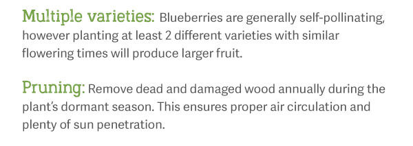 Multiple varieties: Blueberries are generally self-pollinating, however planting at least 2 different varieties with similar flowering times will produce larger fruit. Pruning: Remove dead and damaged wood annually during the plant’s dormant season. This ensures proper air circulation and plenty of sun penetration.