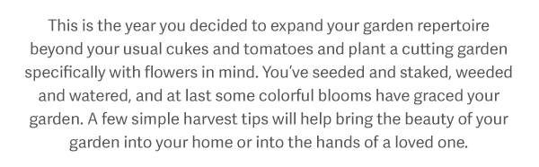 This is the year you decided to expand your garden repertoire beyond your usual cukes and tomatoes and plant a cutting garden specifically with flowers in mind. You’ve seeded and staked, weeded and watered, and at last some colorful blooms have graced your garden. A few simple harvest tips will help bring the beauty of your garden into your home or into the hands of a loved one