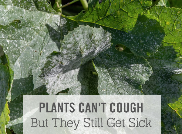 Plants Can't Cough — But They Still Get Sick