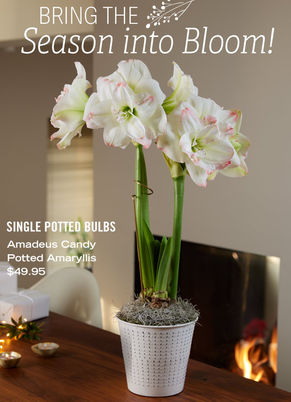 Bring the Season into Bloom! Single Potted Bulbs - Amadeus Candy Potted Amaryllis, $49.95