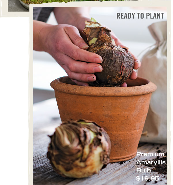 Ready to Plant - Premium Amaryllis Bulb, $19.95  READY TO PLANT 