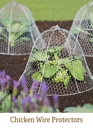 Shop Chicken Wire Protectors