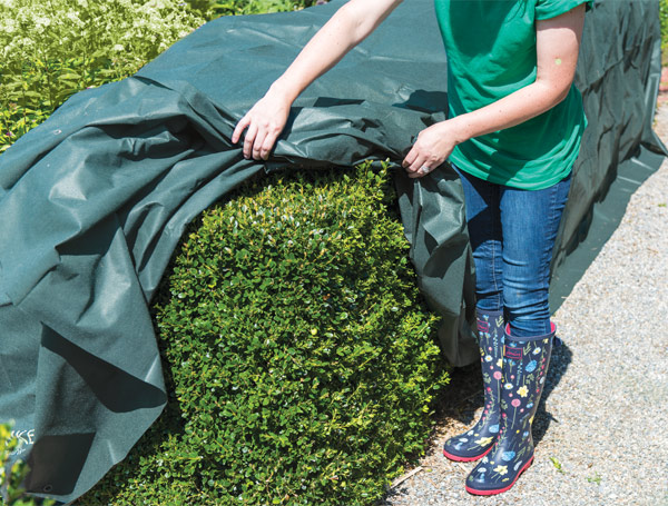 Pictured: gardener covering evergreen shrubs with The Planket Frost Protection Plant Cover